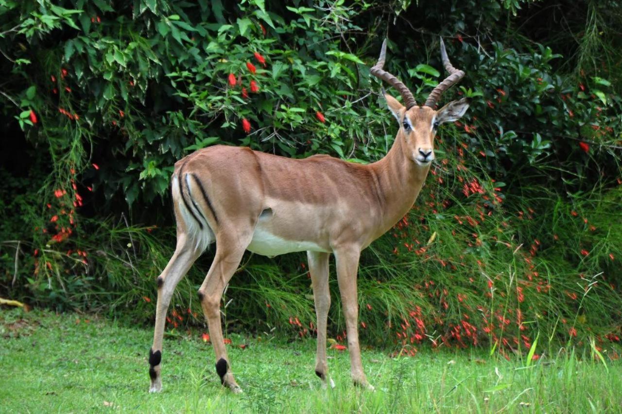 Legend Safaris 257A - In Kruger Park Lodge Хейзивью Экстерьер фото